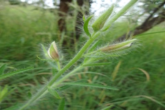 Crotalaria mysorensis